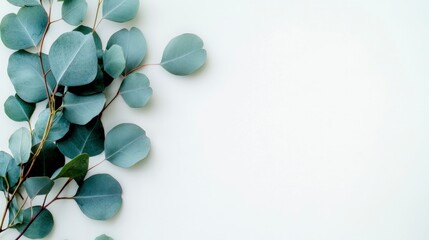 Eucalyptus Leaves Border Frame  White Background  Greenery  Photo