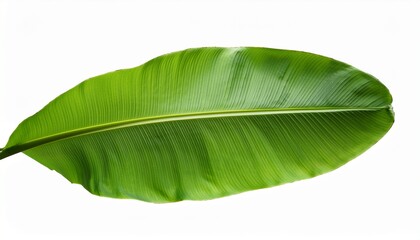 Fototapeta premium tropical banana leaf isolated on white background for design element