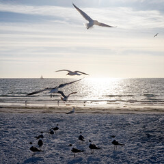 This vibrant beach scene features seagulls in flight, capturing the essence of freedom and joy against a picturesque backdrop of sparkling ocean waves and golden sands.