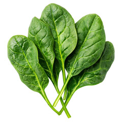 Obraz premium Fresh vegetable spinach harvesting in a green garden close-up view nature concept