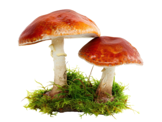 Isolated Pair of Reddish-Brown Mushrooms on Vivid Green Moss