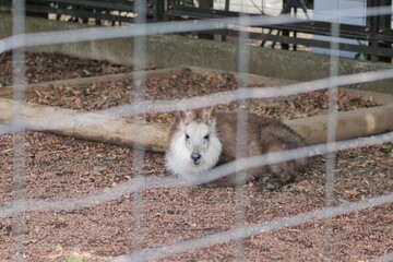 井の頭自然文化園で飼育されているニホンカモシカ