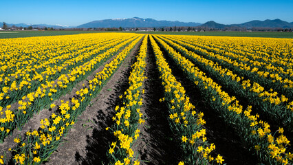 A captivating field of golden daffodils stretches towards the horizon, embodying the essence of spring's beauty and renewal in a vibrant display of nature's color.