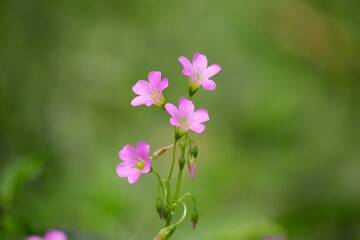 Naklejka premium wood sorrel 