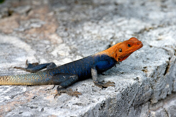 A beautifully colored lizard sunbathes on a rocky surface, showcasing its vibrant orange and blue hues, a stunning example of nature's artistry and animal adaptation.