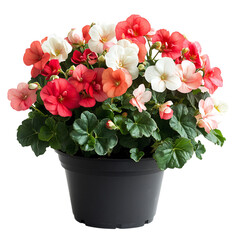 A Potted Begonia Plant with Red and White Flowers Isolated on Transparent Background