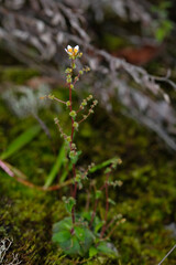 A saxifrage