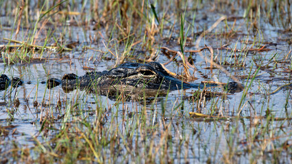 A camouflaged alligator lies just below the water's surface in a grassy marsh, showcasing the beauty and serenity of nature in its habitat and the mystery of wildlife.