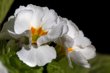 Fototapeta premium Closeup of flowers of Primula elatior F1 'Piano White' in a garden in early spring