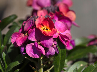 Closeup of flowers of Erysimum x linifolium 'Erysistible Magenta’ in a garden in early spring © Chris Lawrence