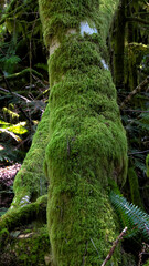 A vibrant green moss covers a tree trunk, showcasing the rich textures of nature and highlighting the beauty of a thriving ecosystem in a tranquil forest environment.
