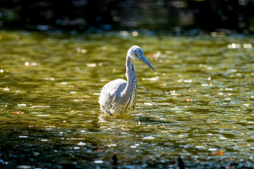 水辺のアオサギ