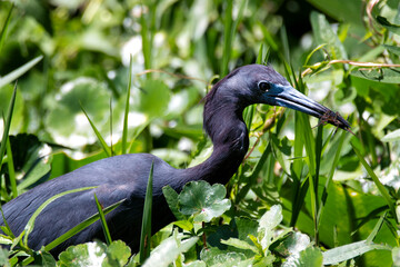 A striking heron stealthily hunting amidst lush green foliage, showcasing its elegant form and natural habitat, highlighting the connection between wildlife and the environment.
