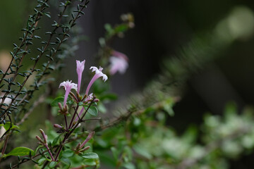 Purple Leptodermis in the wild