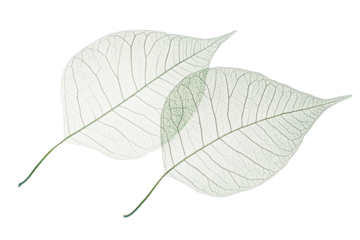 Isolated Two Transparent Skeleton Leaves on White Background