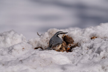 北海道　雪　野鳥　ゴジュウカラ　シジュウカラ　鳥　カラ類