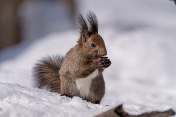 北海道、リス、エゾリス、栗鼠、野生動物、げっ歯類、動物、自然、小動物、哺乳類、かわいい、野生、りす、