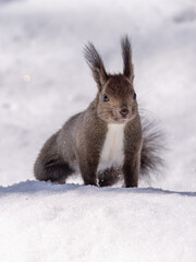 北海道、リス、エゾリス、栗鼠、野生動物、げっ歯類、動物、自然、小動物、哺乳類、かわいい、野生、りす、