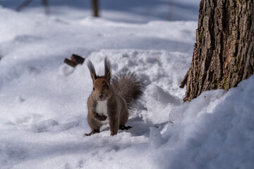 北海道、リス、エゾリス、栗鼠、野生動物、げっ歯類、動物、自然、小動物、哺乳類、かわいい、野生、りす、
