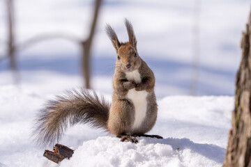 北海道、リス、エゾリス、栗鼠、野生動物、げっ歯類、動物、自然、小動物、哺乳類、かわいい、野生、りす、