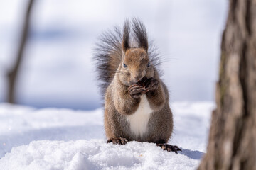 北海道、リス、エゾリス、栗鼠、野生動物、げっ歯類、動物、自然、小動物、哺乳類、かわいい、野生、りす、