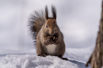 北海道、リス、エゾリス、栗鼠、野生動物、げっ歯類、動物、自然、小動物、哺乳類、かわいい、野生、りす、