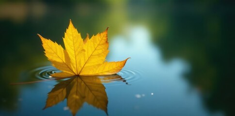 Obraz premium Yellowed leaf drifts gently on a peaceful pond, serenity, nature