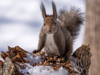 北海道、リス、エゾリス、栗鼠、野生動物、げっ歯類、動物、自然、小動物、哺乳類、かわいい、野生、りす、