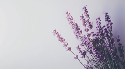 lavender flowers on a white background