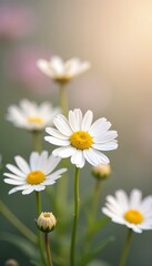 Fototapeta premium Close-up of delicate chamomile flowers on a soft, blurred background, chamomile, flowers