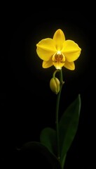 Naklejka premium Yellow orchid on a stark black background with highlights, isolation, empty space
