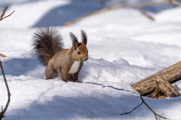 北海道、リス、エゾリス、栗鼠、野生動物、げっ歯類、動物、自然、小動物、哺乳類、かわいい、野生、りす、