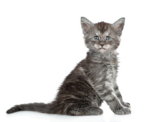 Cute maine coon kitten sitting in side view and looking at camera. isolated on white background