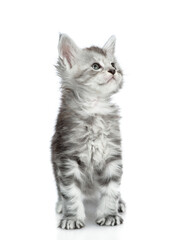 Cute maine coon kitten looking away and up. isolated on white background