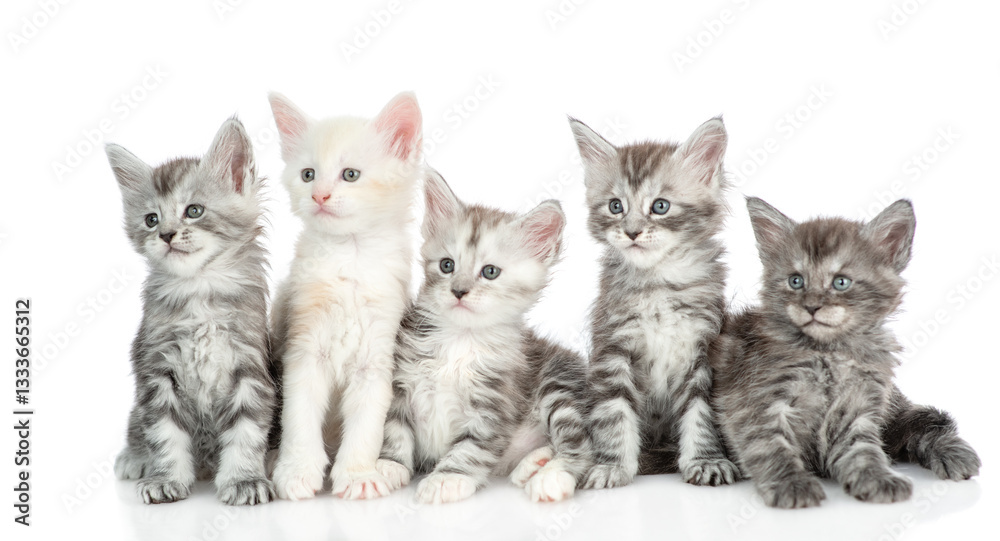 Aufkleber group of young maine coon kittens sitting in front view and looking away and up together. isolated o