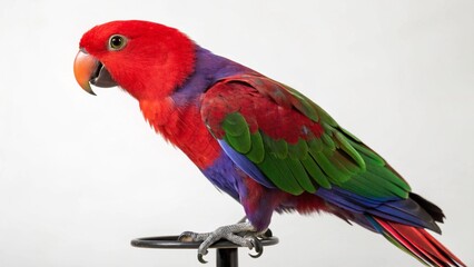 Fototapeta premium Eclectus Parrot in full view on studio background