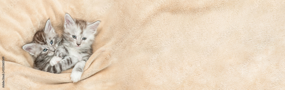 Poster two playful maine coon kitten lying under warm blanket on a bed at home. top down view. empty space 