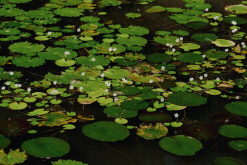 Water snowflakes in the pond