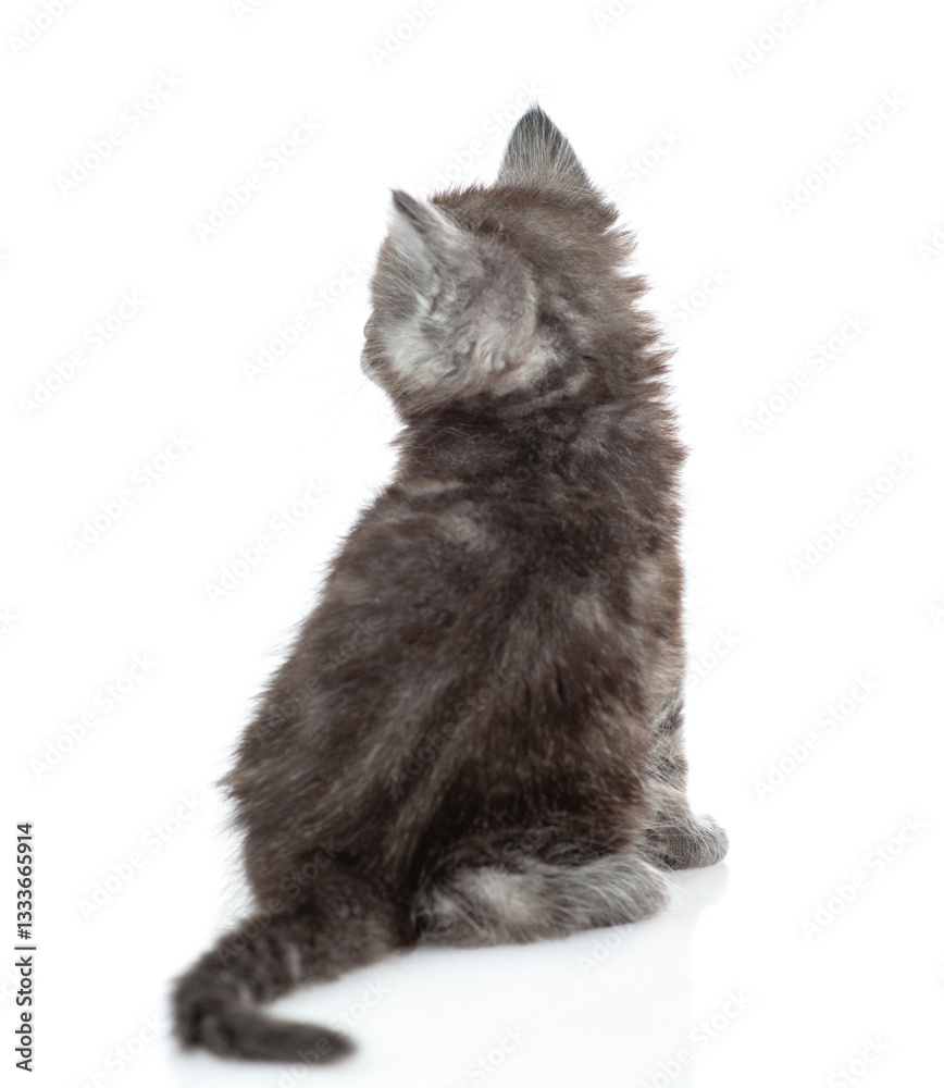 Poster Gray tabby tiny kitten sits in back view and looks away and up. isolated on white background