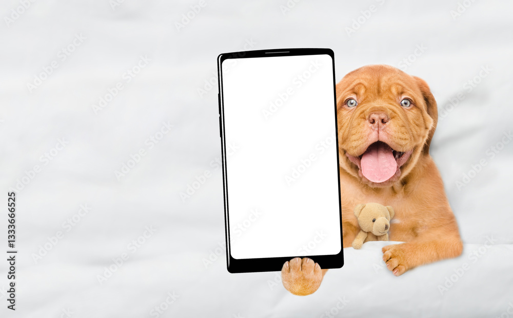 Fototapete happy mastiff puppy lying with favorite toy beat on a bed at home and showing big smartphone with wh