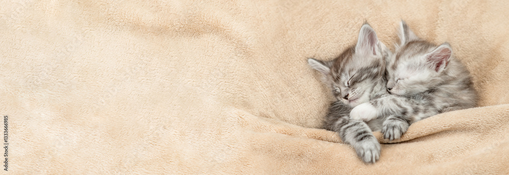 Aufkleber two tiny cozy maine coon kitten sleep under warm blanket on a bed at home. top down view. empty spac