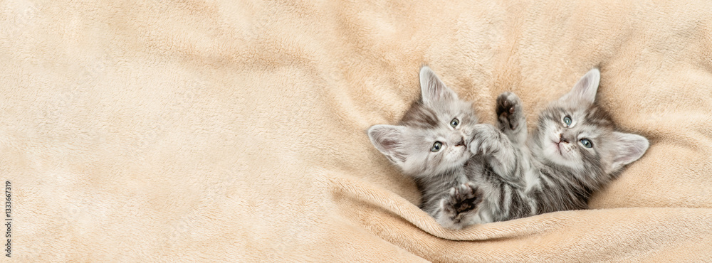 Poster Two playful Maine coon kitten lying under warm blanket on a bed at home. Top down view. Empty space for text