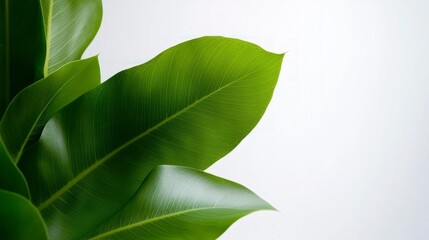 Lush Green Tropical Leaves   White Background  Plant Foliage  Nature Photography