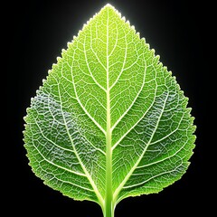 Illuminated Leaf Vein Structure, Green Plant Detail