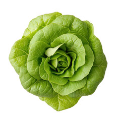 Obraz premium Harvesting fresh vegetables a vibrant lettuce showcase greenhouse photography close-up nature's bounty