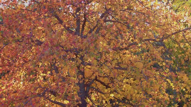 This footage captures the American smoketree (Cotinus obovatus) with its distinct smoky appearance and colorful fall foliage, filmed in Jamaica Bay, Queens, NY.