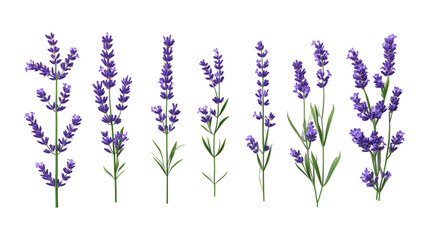 Naklejka premium Pack Lavender Set Against Transparent Background for Floral Branding, Aromatherapy Promotion, or Botanical Design Projects