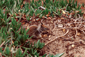 squirrel in the desert grass