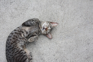 A cute cat lying on the floor with its eyes closed