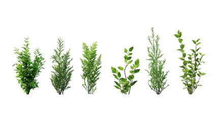 Pack Herb Set Against Transparent Background for Culinary Branding, Organic Promotion, or Health Design Projects